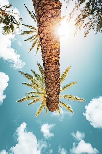 royce-fonseca-tt8NhCE0Hvw-unsplash
